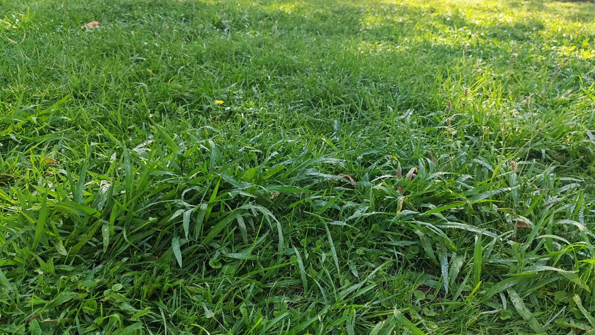 Jardineria Sanca Begues 1