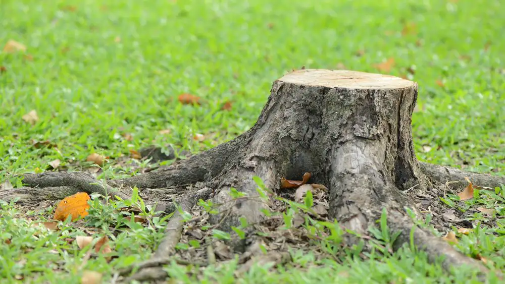 tala y destoconado Servicios de Tala y Destoconado | Jardinería y Paisajismo Sanca